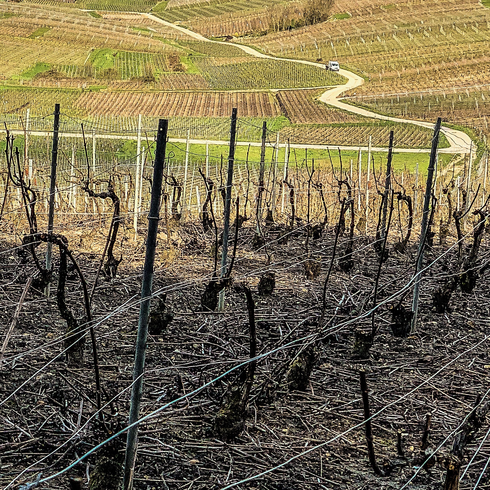 vieilles vignes